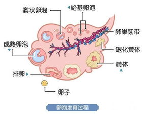 卵巢储备功能检查需要空腹吗