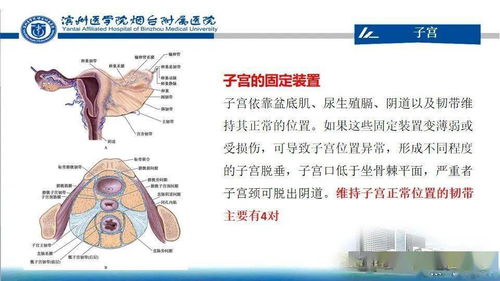 生殖系统全面检查都检查哪些内容