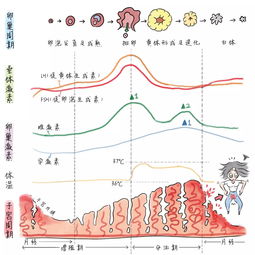 激素六项检查起什么作用