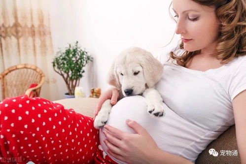 孕妇接触宠物狗