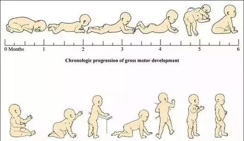 婴幼儿运动发展的基本规律