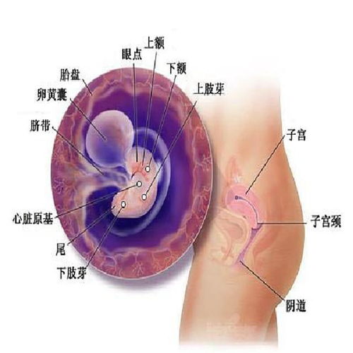 环境中影响胎儿发育的有害因素有什么